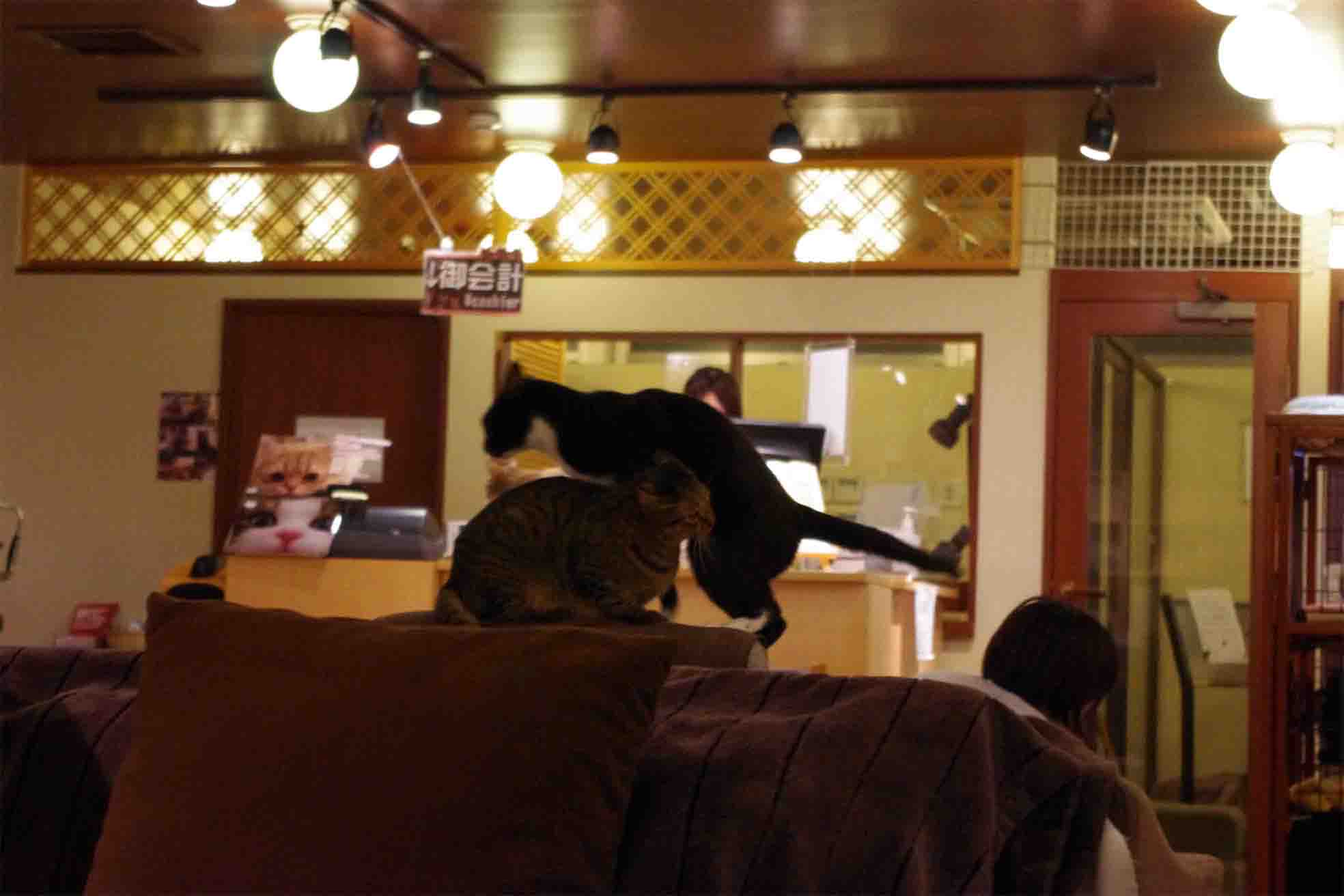 猫カフェ