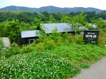 看板と白爪草