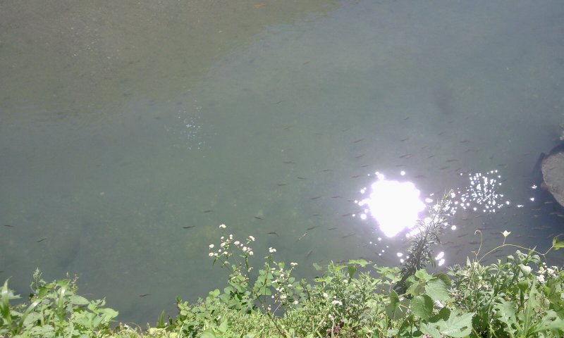 魚