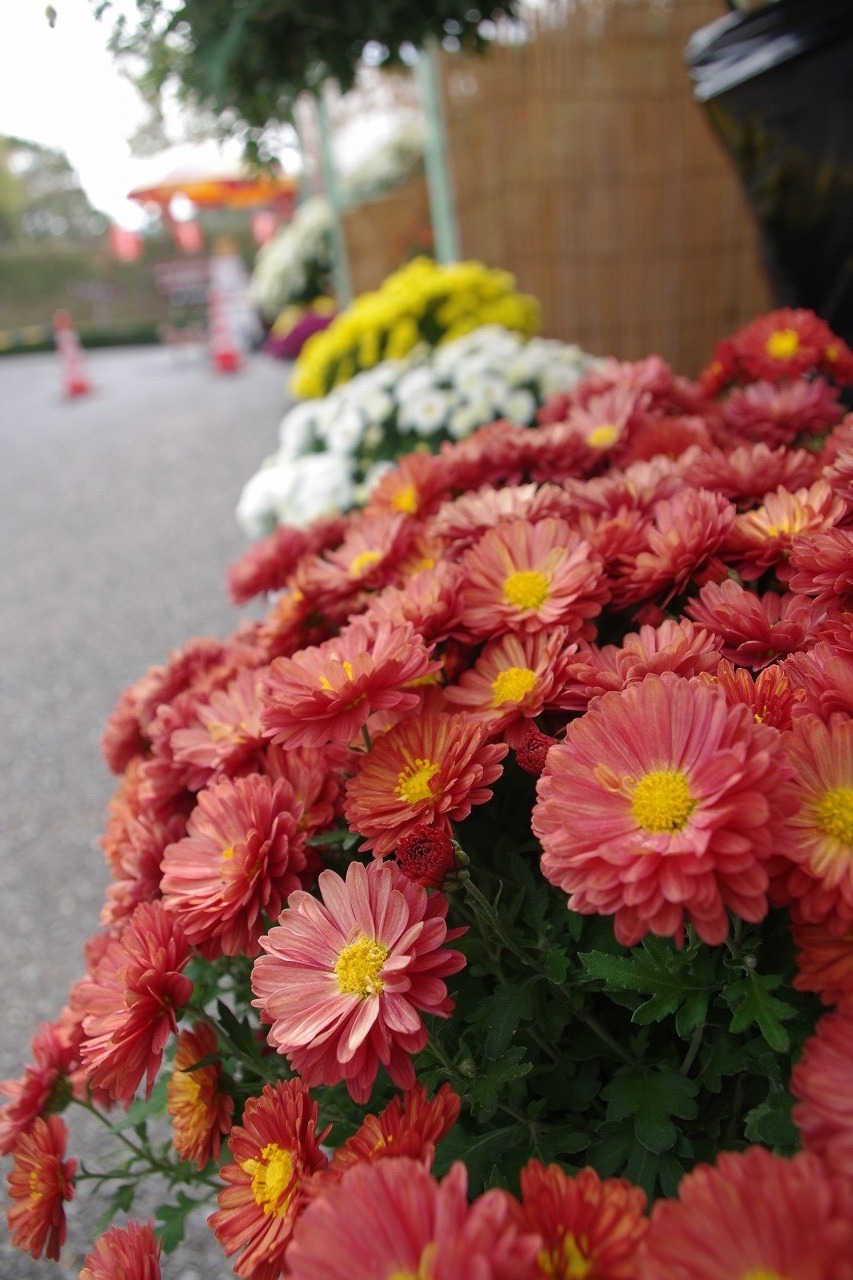 菊