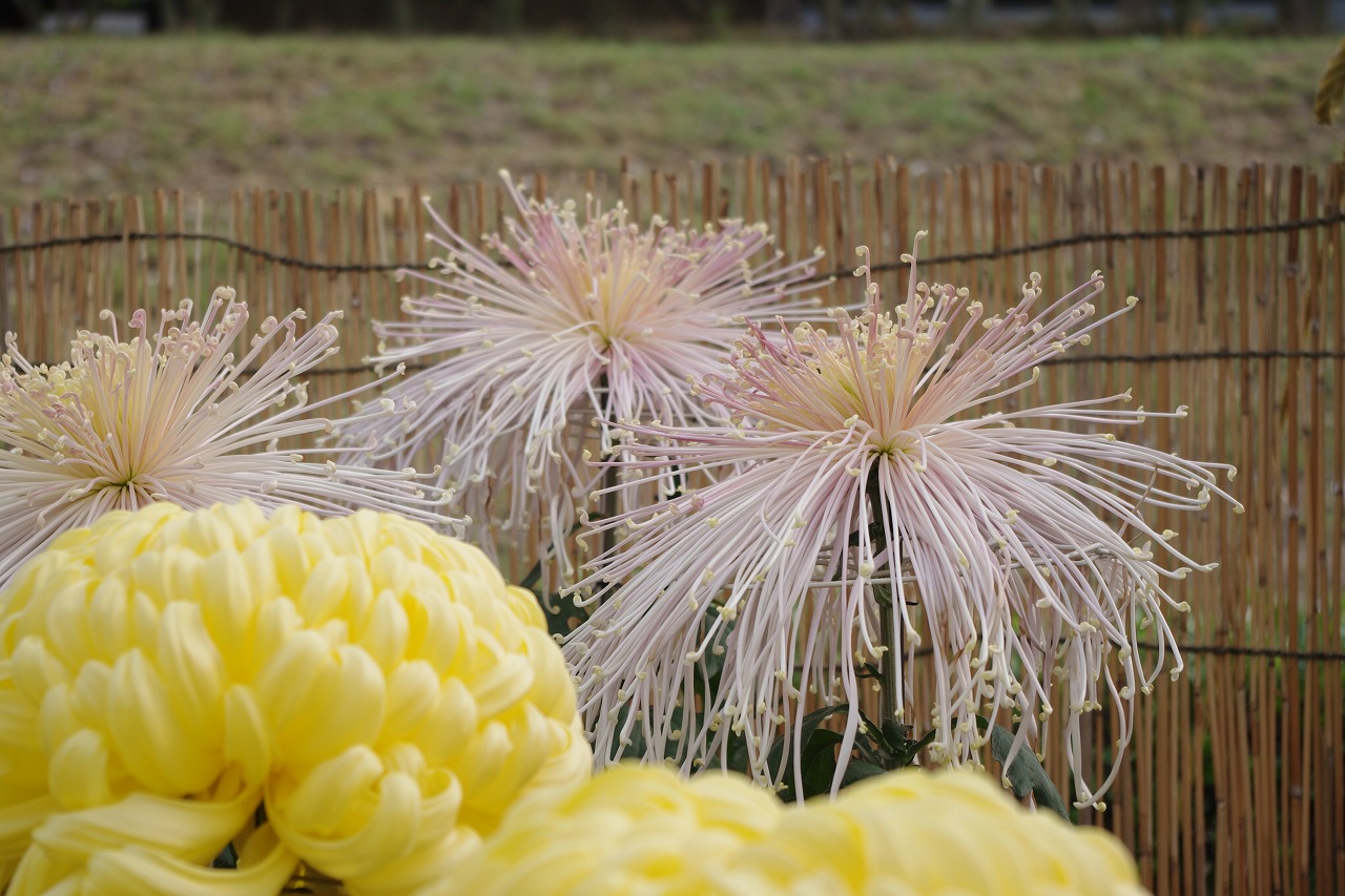 菊