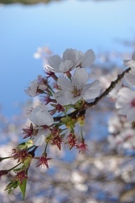 桜