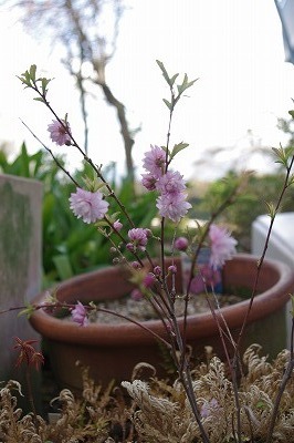 まめ桜