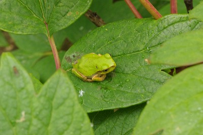 かえる