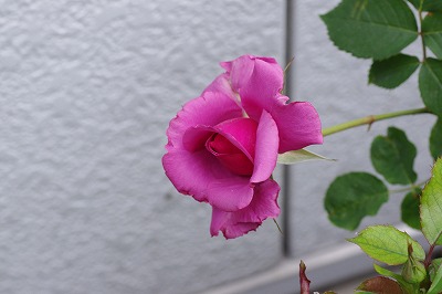 バラ