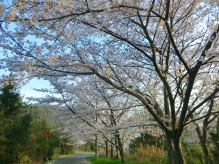 遍路道の桜