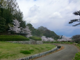 花見の桜
