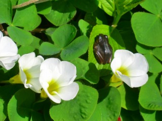 蛙と花