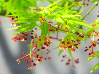 楓の花